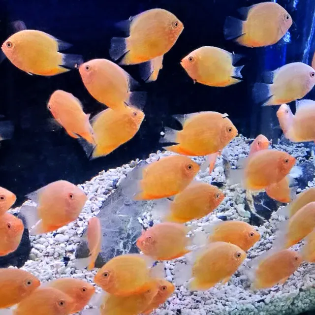 Red Spot Gold Severum Cichlid - Heros sp. - Live Fish (2" - 2.5")