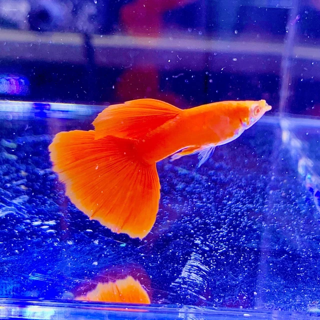 3 Pair Live Guppy Fish-Abino Full Red BDS-high Quality Fish USA Seller