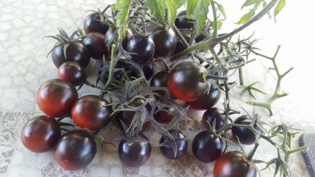 10 graines de tomate très rare DANCING WITH SMURFS résistante tolérante au froid