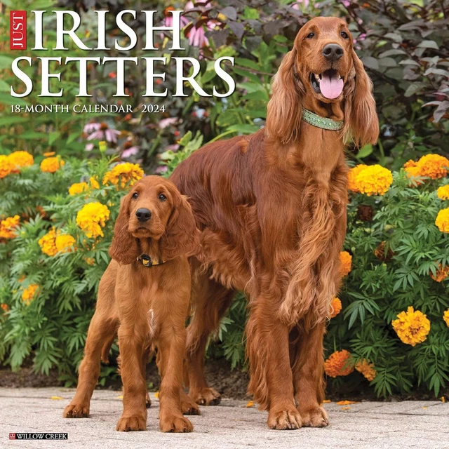Solo Irlandese Setter - 2024 Calendario da Parete - Nuovo - 34088