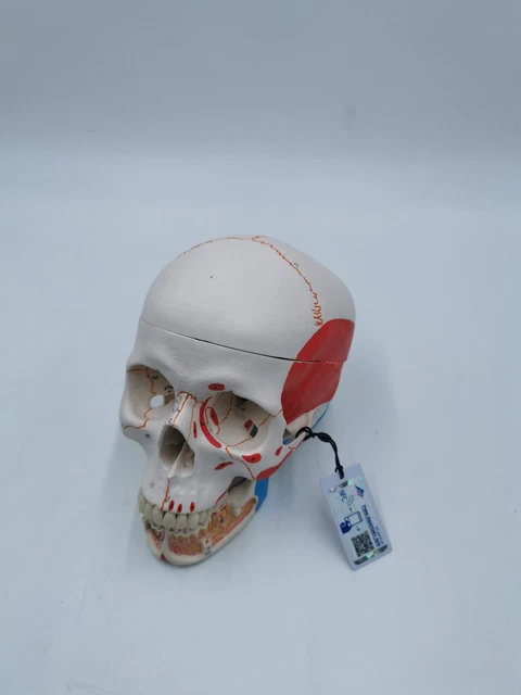 Equipo Con 7 Bonelike Vértebras Cervicales - 3B Smart Anatomy