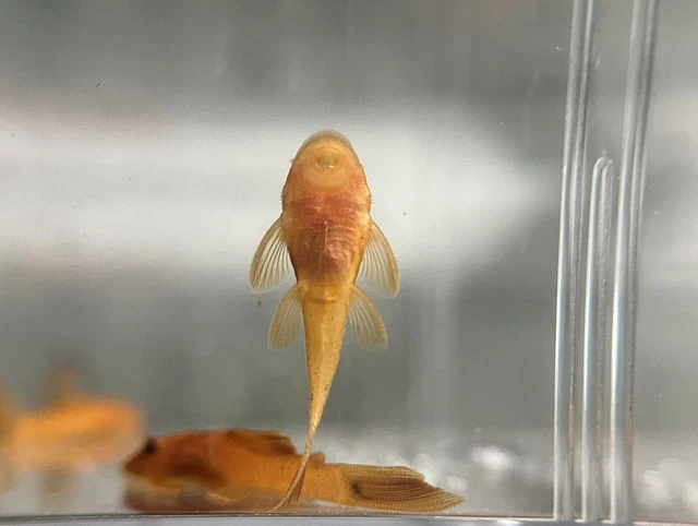 SUPER RED Bristlenose Pleco Plecostomus 1.5 inch+ (6 Pack) -2 BLOODLINES! LIVE! 3