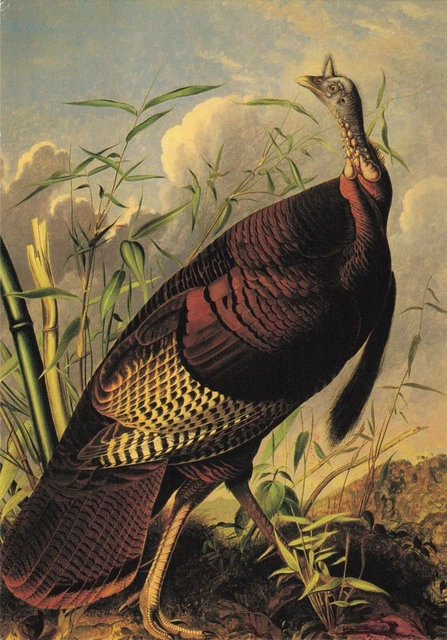 Tulsa OK, Gilcrease Museum, Wild Turkey by John James Audubon, Vintage Postcard