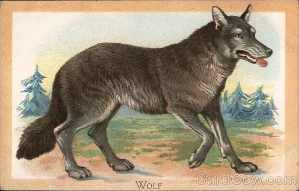 The Wolf Tuck Antique Postcard Vintage Post Card