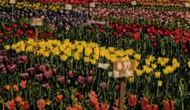 c1940's Vintage Postcard Van Bragt Brothers Tulip Fields Holland Michigan A28