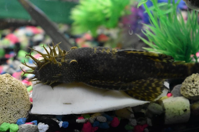 CHOCOLATE BRISTLENOSE PLECO (1) Adult Male Tank Bred Freshwater Sucker Fish