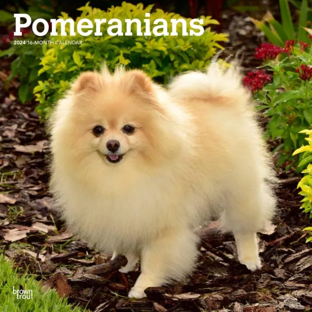 Pomeranians | 2024 12x24" Monthly Square Wall Calendar