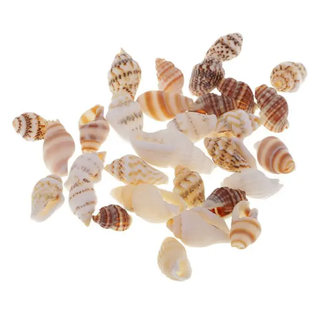 30 Stück/Set Trompetenmuschel Perlen, gefärbte natürliche Muschel Charms für