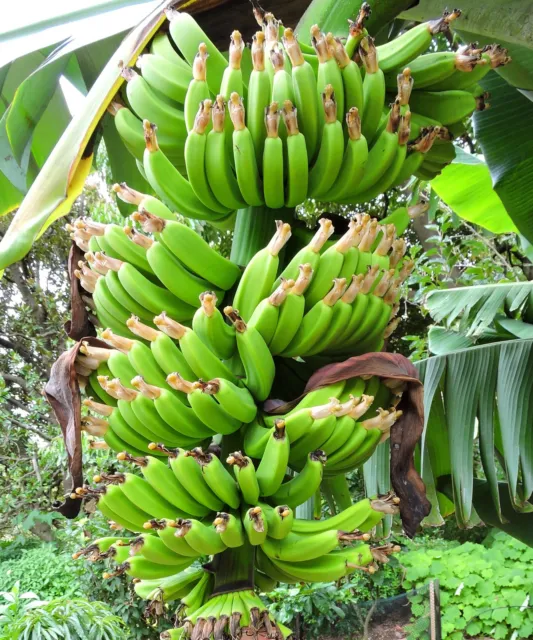 SAMEN Vitamine Balkonpflanze Wild-Banane beliebt Klassiker dekorativ grains