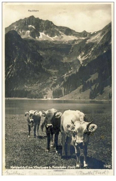 CP Tirol Agriculture Troupeau de vaches Alpages Montagne Rare (17841)