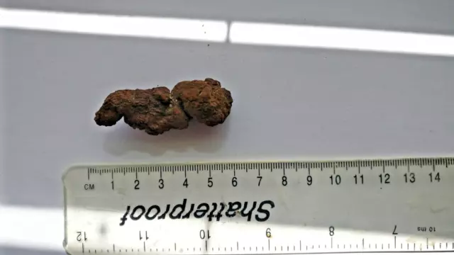 23,8 g Schildkröte Coprolit fossiler Poo/Kot aus Madagaskar Eozän 40 Millionen Y O.