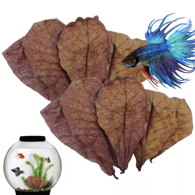 Leaf Aquarium Catappa 50Pcs Betta Care Almond Shrimp Leaves Indian Fish Ketapang