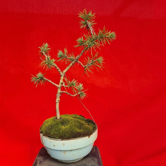 BONSAI CEDRUS libani (Cèdre du Liban) EUR 47,50 PicClick FR
