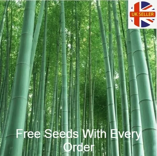 200Pc Phyllostachys Edulis "Moso" Bamboo Seeds Pubescens Seed Garden Plants Deco