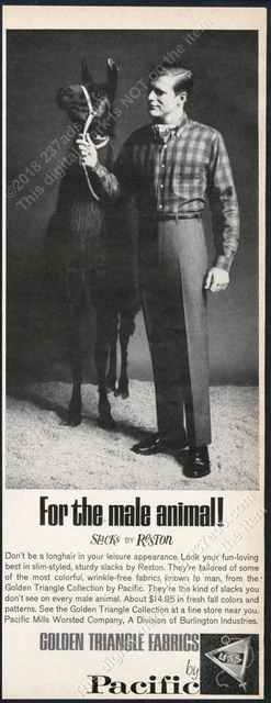 1963 llama and man photo Golden Triangle Fabrics Reston Slacks vintage print ad
