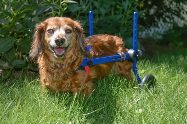 Dachshund Wheelchair - for Small Dogs 2-30+ Pounds - Veterinarian Approved 3