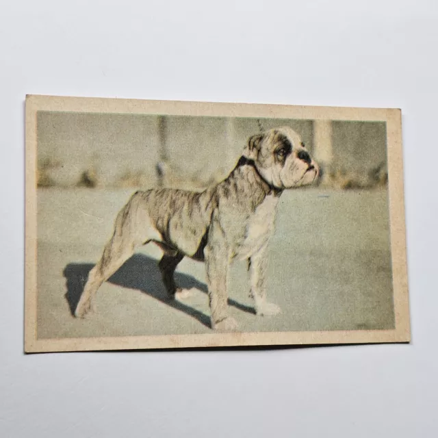 1950's BULLDOG DOG CARD DOG29 RED SICLE BALL TORONTO CANADA DOGS