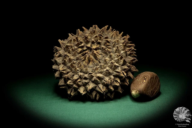 Phytelephas macrocarpa Sudamérica palma reciente frutos secos fruta seca decoración