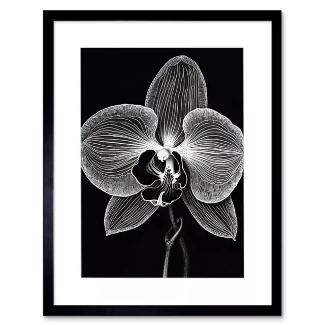 Orchid Flower Bloom Black and White Blind Contour Framed Art Print Picture 12X16