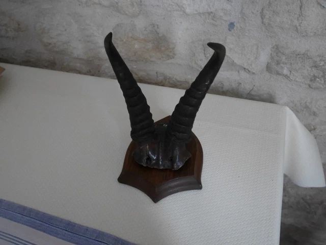 Ancien Trophée De Chasse En Corne De Bélier - Taxidermie, Décoration Vintage Et Naturelle