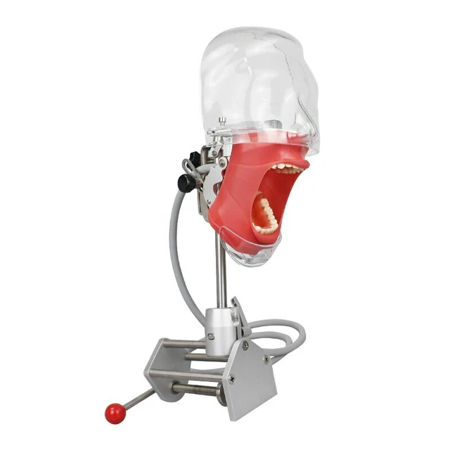 Dental phantom head model simulator Teeth model for practise dentist education
