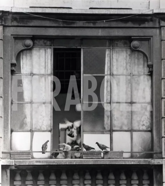 Foto vintage de archivio Milán, 1979 , Palomas En Casa, impresión 21 X 27CM