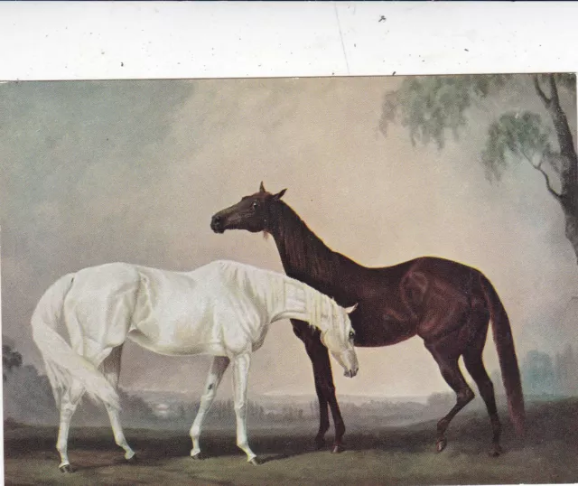 Juliet McLeod Two mares at Dusk detail Postcard unused VGC