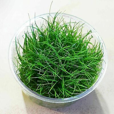 Dwarf Hairgrass Eleocharis Parvula Tissue Culture B2G1 Live Aquarium Plant Cup