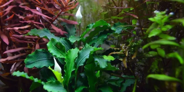 Aquarium Pflanze Bucephalandra Wavy Green Tropica Nr.139 Wasserpflanzen Aquarium