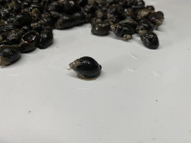 5 Nassarius Live Saltwater Snails Fish Tank Aquarium Filter Sump Cleaner