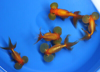 Live Red Bubble eye Goldfish sm. for fish tank, koi pond or aquarium