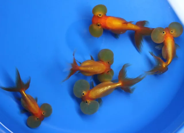 Live Red Bubble eye Goldfish sm. for fish tank, koi pond or aquarium