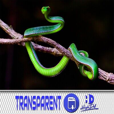 100 Serpientes Transparentes Png Photoshop Superposiciones, Animales Aislados Archivos Png, Serpiente