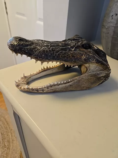 Genuine American Alligator Head Taxidermy Juvenile Common Gator Open Jaw 7.5”