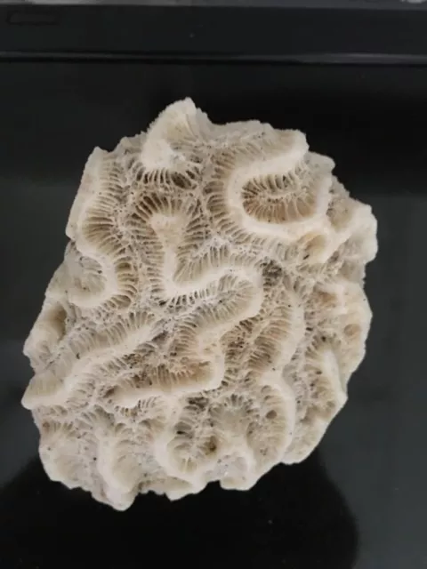 Each is priced separately-Sea Corals Fossils - Brain - Rose from $19 to $300