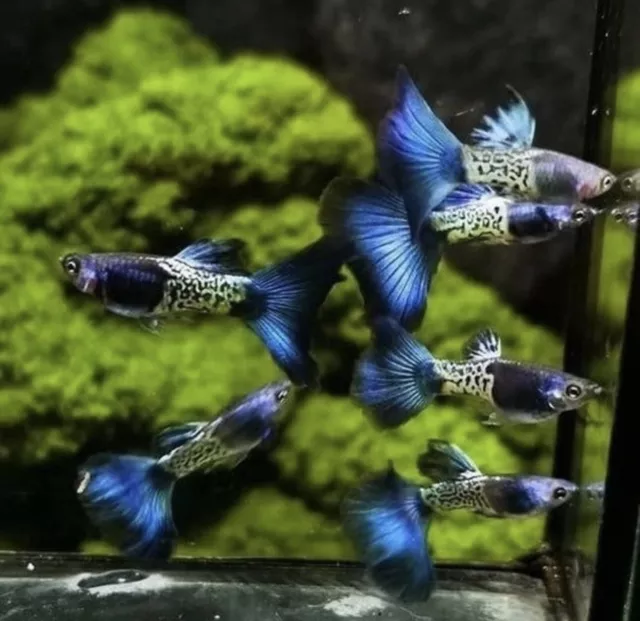 Guppy Poecilia ret in pairs Galaxy Blue Tail  Guppies (1 Male + Female)