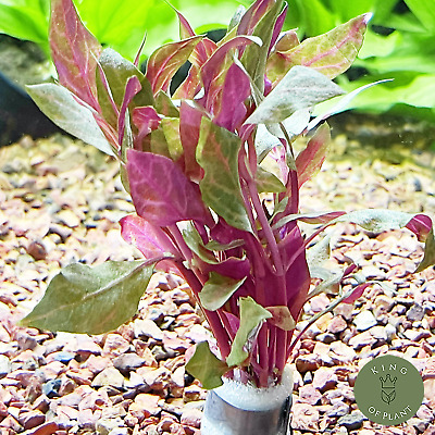 BUY2GET1FREE Alternanthera Reineckii Rosanervig Red Bundle Live Aquarium Plant