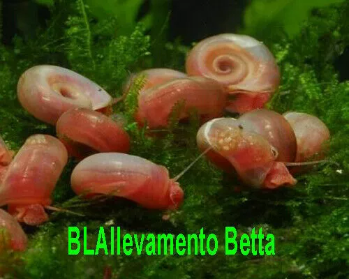 15 lumache acquario Planorbarius Corneus red orange mangia alghe e detriti