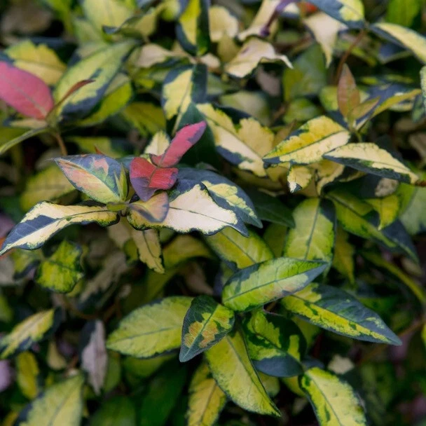 Trachelospermum OGON NISHIKI in a 3 Litre Pot with detailed Colour Label