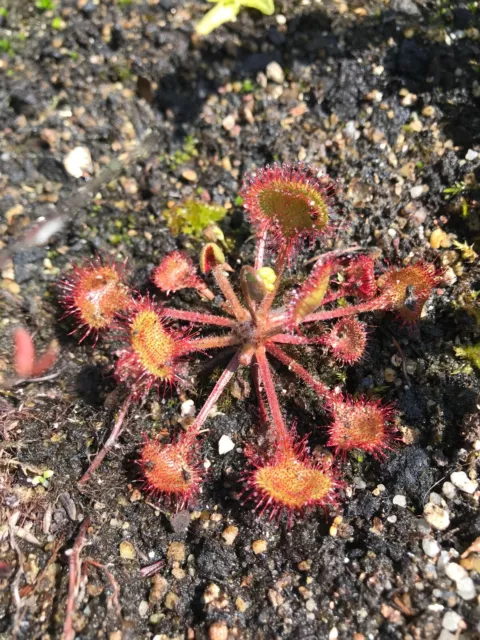 20 Samen Drosera Rotundifolia, rundblättriger Sonnentau, Karnivore 08/23