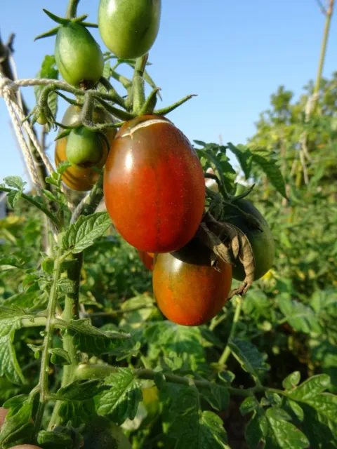 20 graines tomates BLACK italian tomato seed delicious rare paysanne heirloom 2