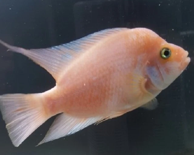 3x Red Devil Cichlid (1.5-2") Live Fish 2Day Fedex shipping