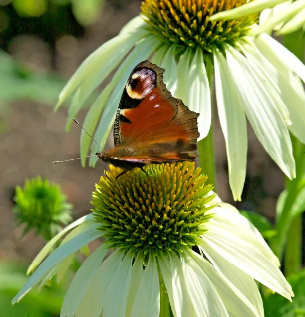 SAMEN  weisse Blüten der ECHINACEA Blumen  bildet Ableger im Steingarten Stauden