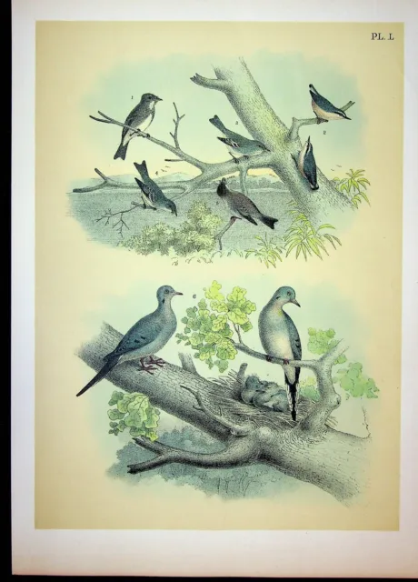 Birds North America Jasper Studer Original 1881 Print Plate L Olive Flycatcher