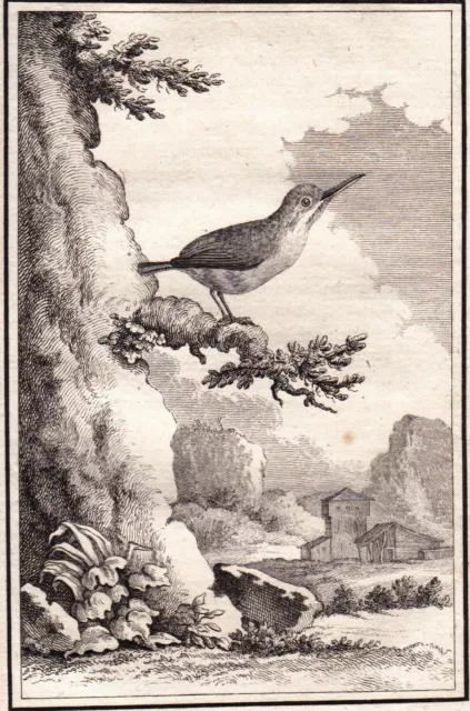 Gravure XVIIIe Todier Todidés Coraciiformes Vielfarbentodi Ornithologie 1770 2