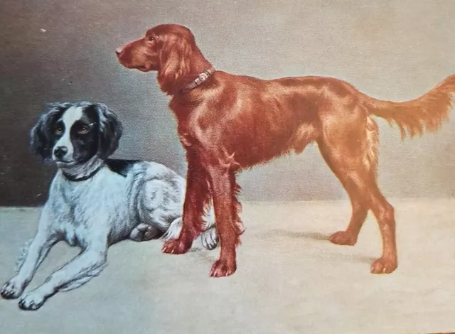 Vtg Postcard Irish Setter and Brittany Spaniel Dogs