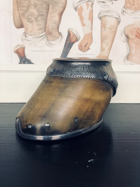 CABINET DE CURIOSITÉ Taxidermie Entomologie Œuf d'Autruche EUR 1,00 - FR