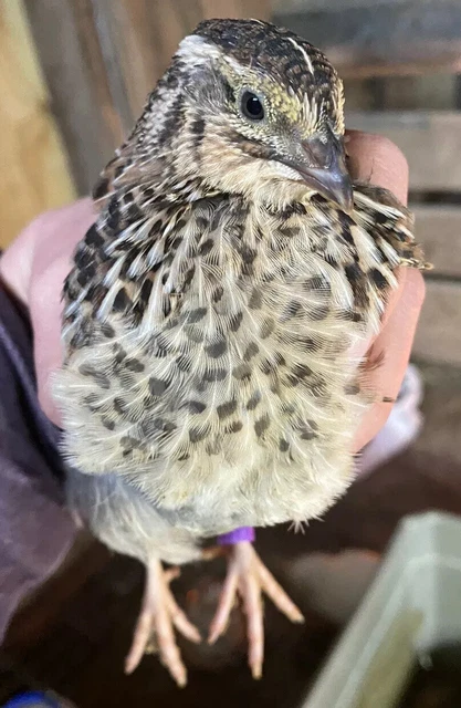 JUMBO PHARAOH COTURNIX Hatching Eggs And Jumbo Italian Quail Hatching