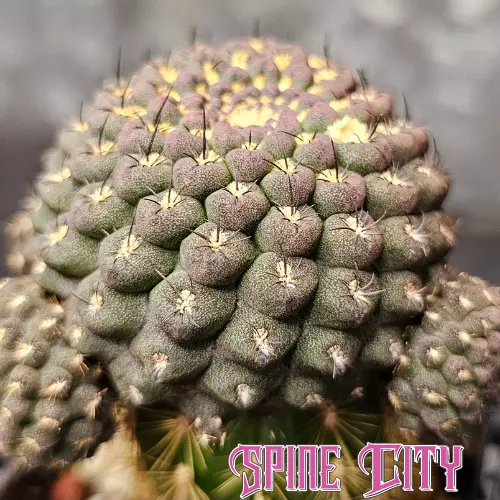 Chileorebutia esmeraldana FR518 - grafted cactus