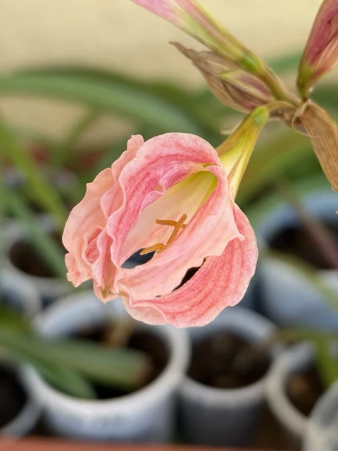HIPPEASTRUM EVANSIARUM 1 Bulb, Offset 1.2cm In Diameter. Species. 173.29 -  PicClick UK